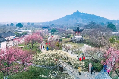 赏林中梅花 探千年古村