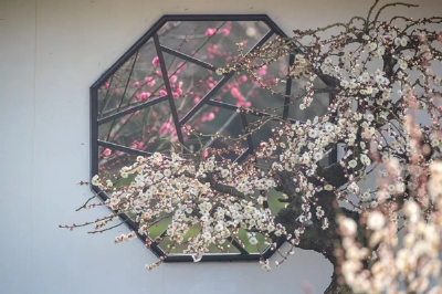赏“梅”景 看大熊猫 享慢时光